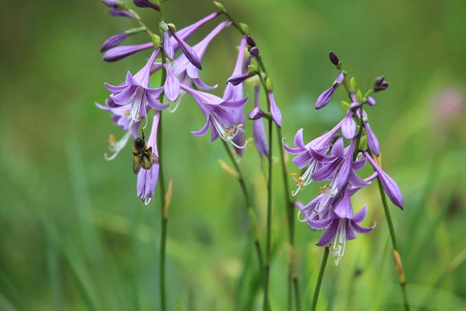 A close up of the delicate purple flowers of the plantain lily, pictured on a soft focus green background.