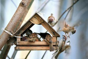 Winter Bird Feeders Entertain as Well as Nourish | Gardenerspath.com