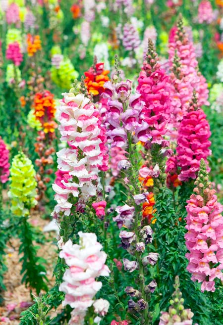 Snapdragons on tall stalks, in many colors- yellow, pink, salmon, and combinations of pink and white, and red and orange.