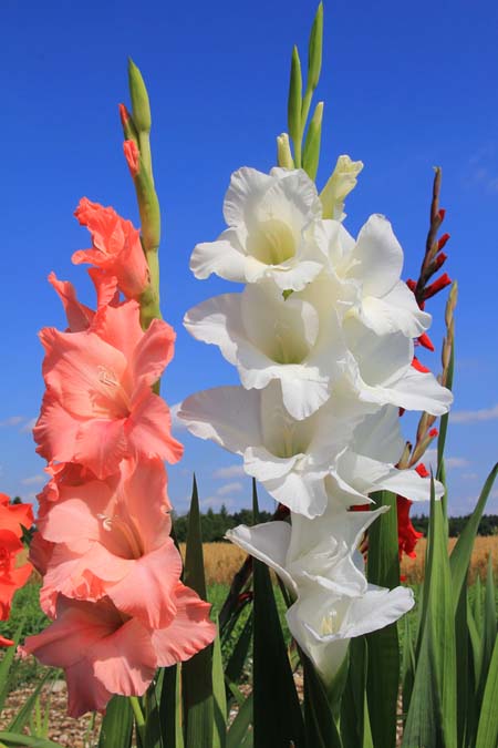 White and pink gladiolus flowers, with one tall stalk of each color, and long, spiky leaves, against a vibrant blue sky in the background.