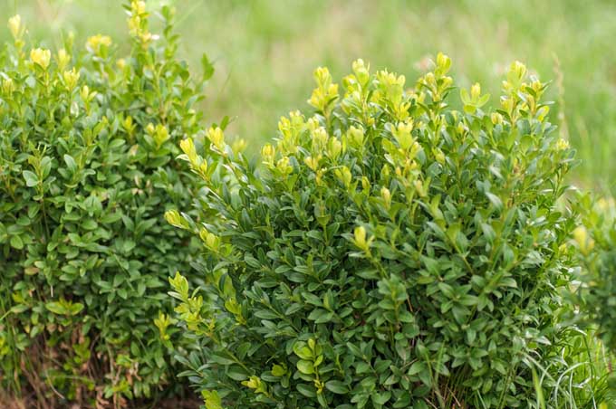 A close up of boxwood, a slow growing perennial, ideal for low-maintenance landscaping.