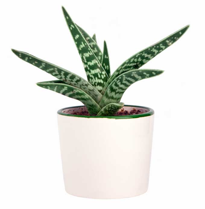 A close up of a variegated aloe plant growing in a white ceramic container on a white background.