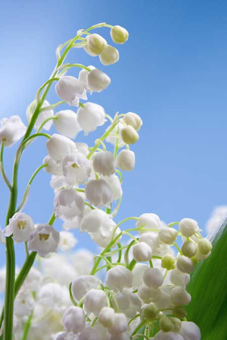 A close up vertical picture of white lily of the valley flowers growing in the garden on a sunny day with blue sky in the background.