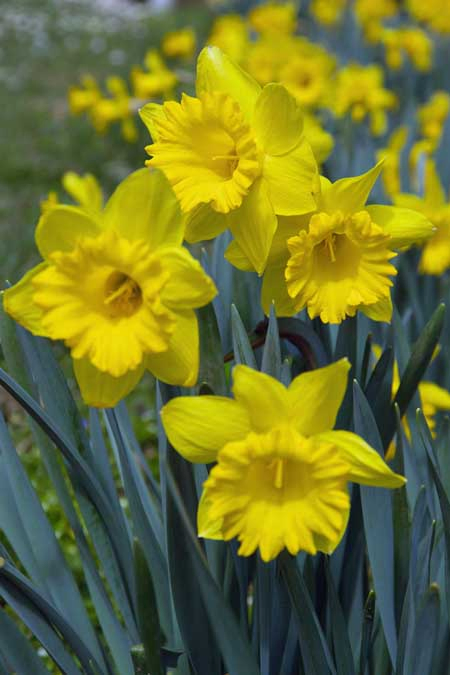 A close up vertical picture of bright yellow daffodils growing in the garden in the sunshine.