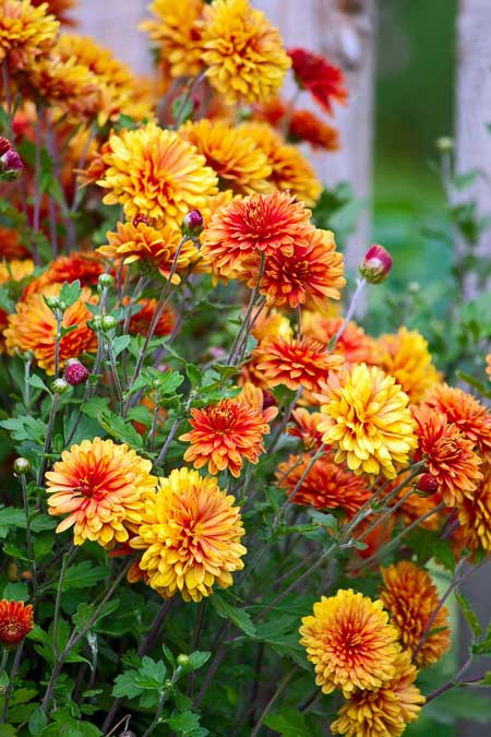 A close up vertical picture of orange and red chrysanthemums growing in the garden on a soft focus background.