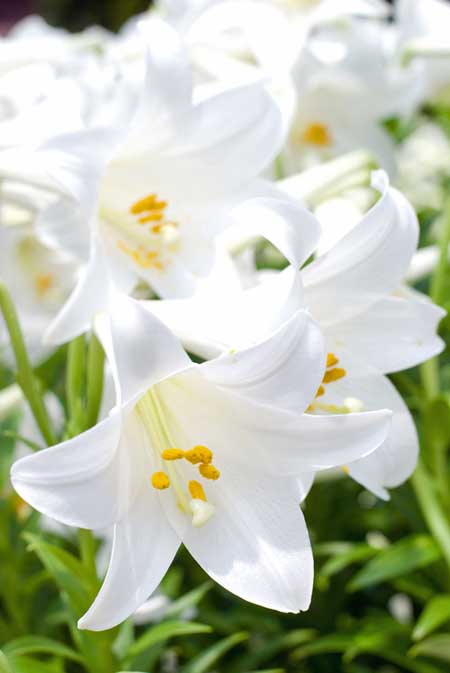 A close up of the trumpet shaped flowers of white Easter lily, pictured in bright sunshine on a soft focus background.
