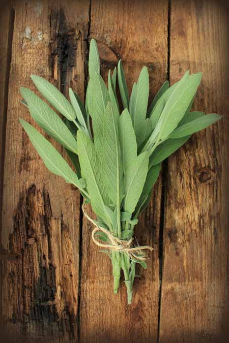 A close up vertical picture of a freshly harvested bunch of sage set on a wooden surface.