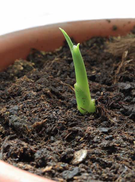 Ginger Sprout | Gardenerspath.com