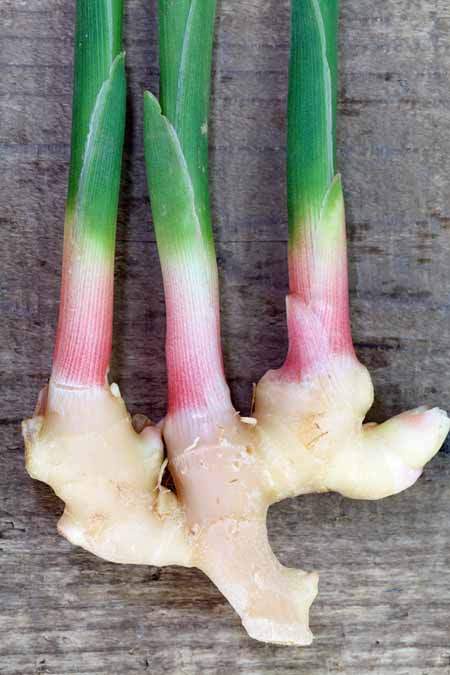 Harvest the ginger anytime you want or need some | Gardenerspath.com