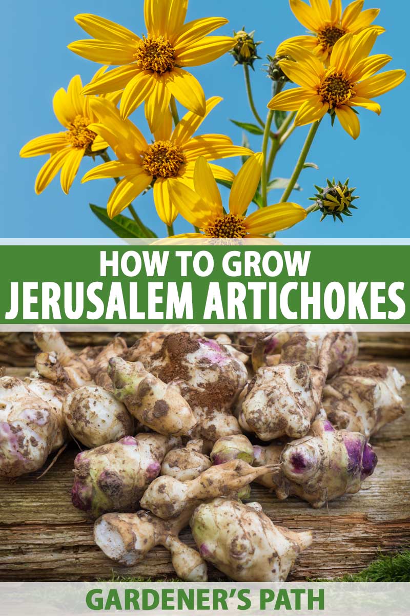 A collage of photos showing the flowers and roots and tubers of the sunchoke aka Jerusalem Artichoke.
