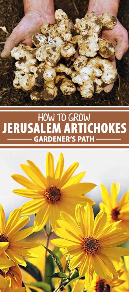 A collage of photos showing both the roots and flowers of the Jerusalem Artichoke.