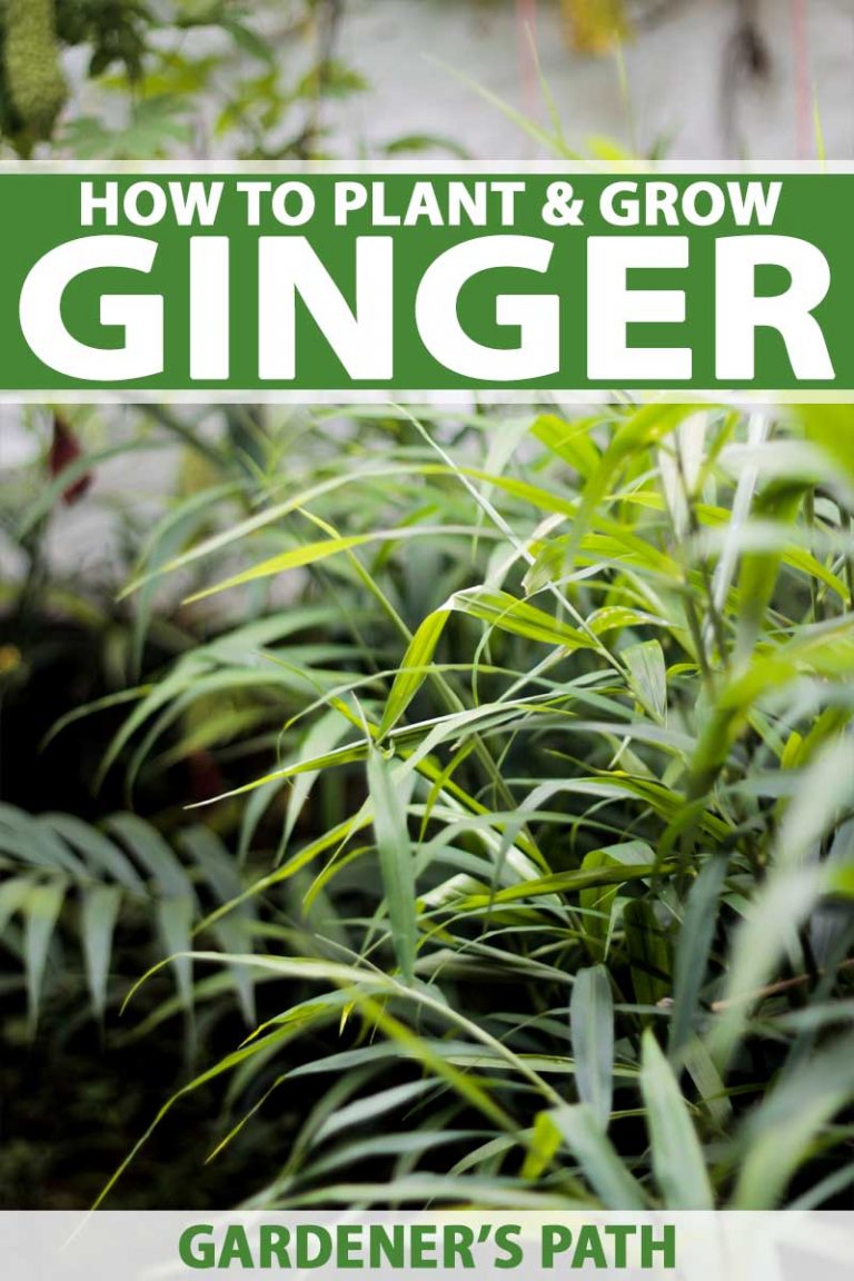 How To Plant And Grow Ginger In Your Home Garden Gardeners Path