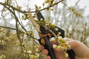 How to Prune Blooming Plants in Spring