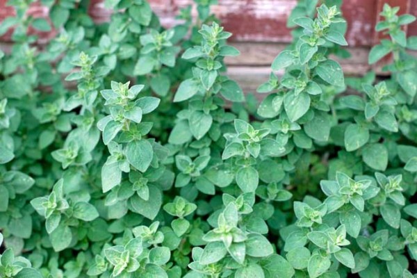 top-5-mediterranean-herbs-to-grow-in-the-garden-gardener-s-path