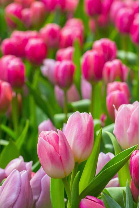 A close up vertical picture of pink tulips growing in the garden in bright sunshine.