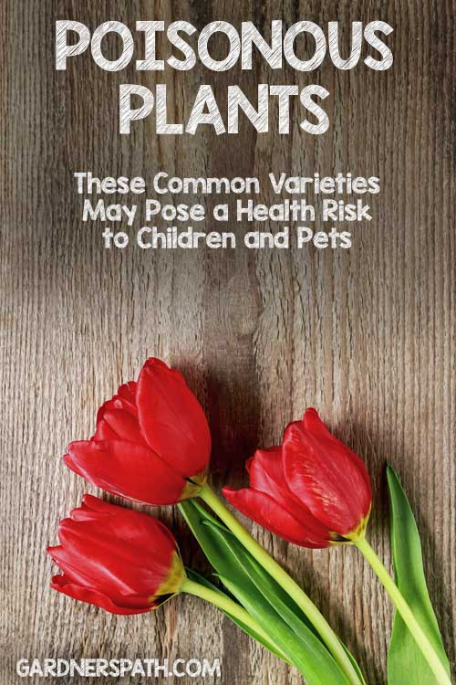 Poisonous Plants: These 11 Common Varieties May Pose a Health Risk to Children and Pets | Gardenerspath.com