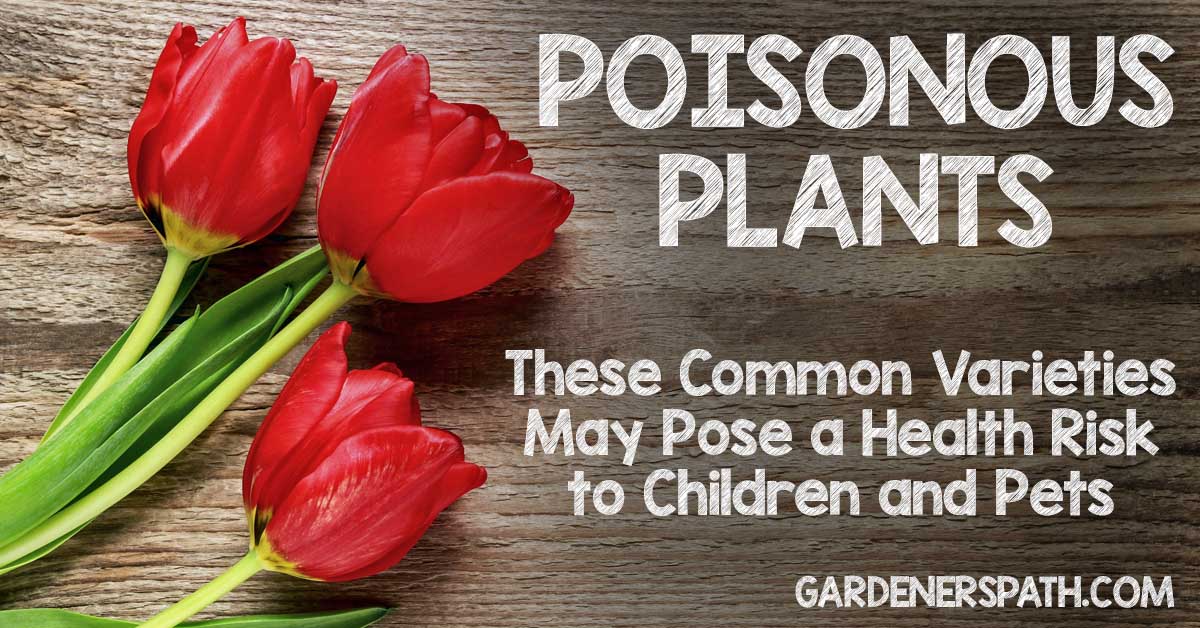 Which Flowers And Plants Are Safe For