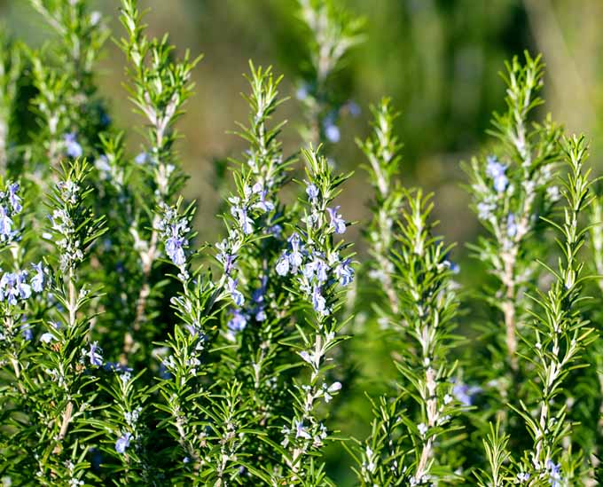A close up of rosemary growing in the garden in bright sunshine, with small blue flowers, pictured on a soft focus background.