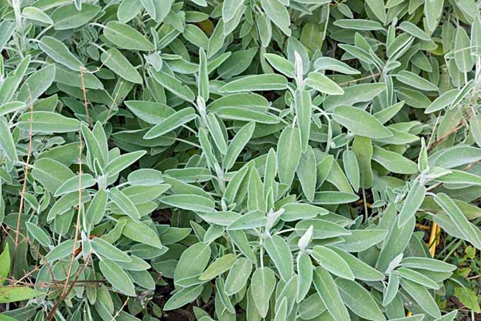 A close up of the herb sage growing in the garden, with light green leaves.