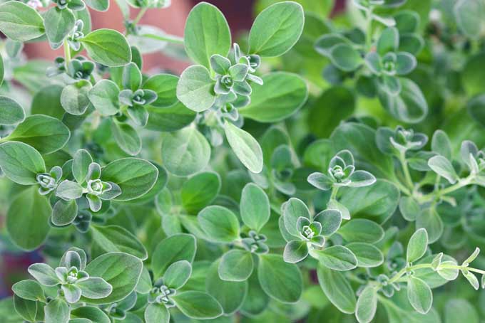A close up of the soft green leaves of sweet marjoram, a type of oregano, growing in the garden.