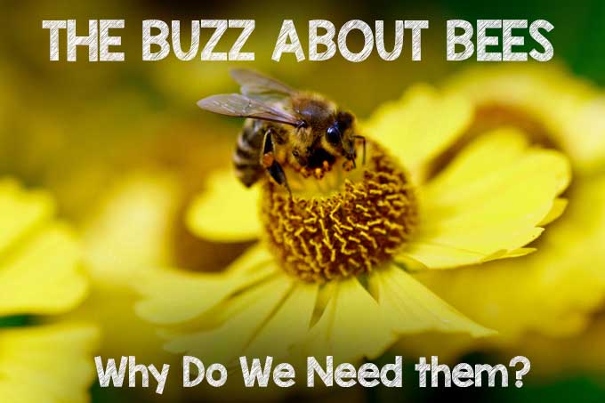 The Buzz About Bees: Why Do We Need Them | Gardenerspath.com