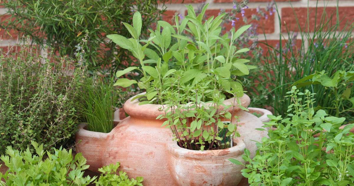 Top 5 Mediterranean Herbs to Grow in the Garden | Gardener's Path