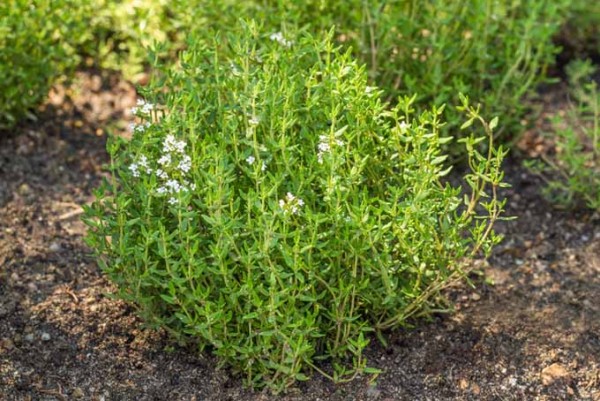 thyme in spanish herb