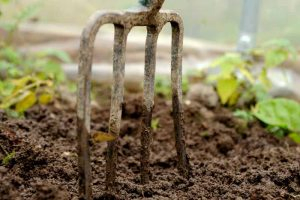 A close up of a potato fork stuck in the dirt in a garden setting.