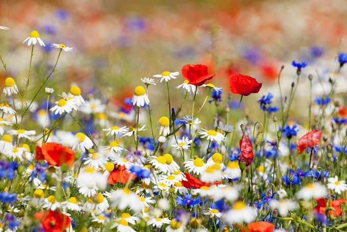 A meadow with wildflowers in full bloom, in delightful shades of blue, red, yellow, and white, pictured on a sunny day.
