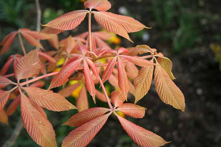 A close up of the bright orange foliage of Aesculus neglecta, pictured on a soft focus background.