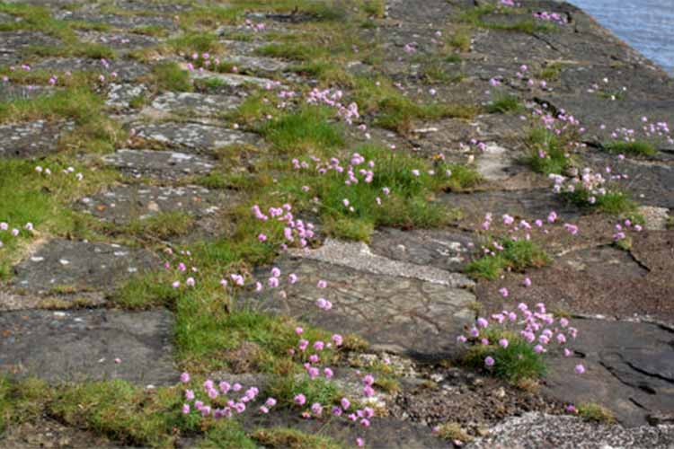 A close up of Armeria maritima growing amongst the rocks on a harbor wall, with the ocean in the background.