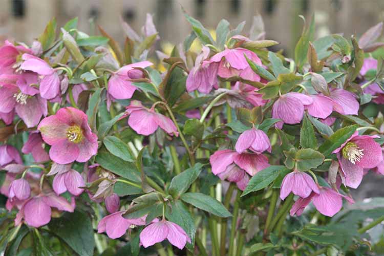 A close up of the nodding heads of pink hellebore flowers growing in the garden.