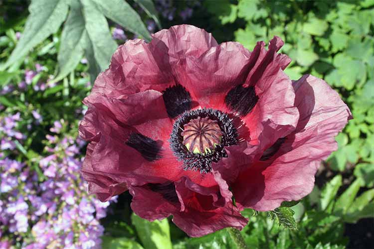 A close up of the red bloom of Papaver orientale 'Pattys Plum' growing in the garden, with foliage and purple flowers in soft focus in the background.