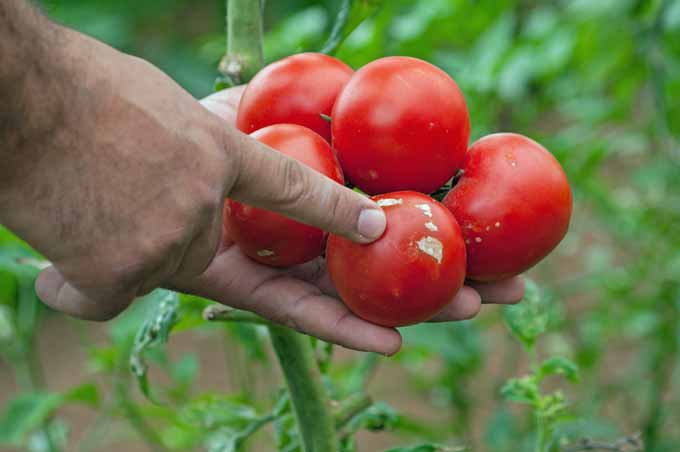 A close up of a hand from the left of the frame pointing out southern blight on freshly harvested tomatoes.