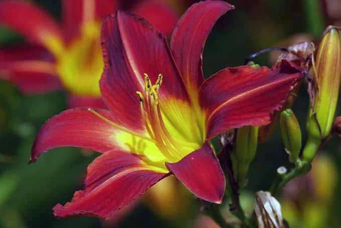 A close up of a red and yellow daylily flower on a soft focus background.
