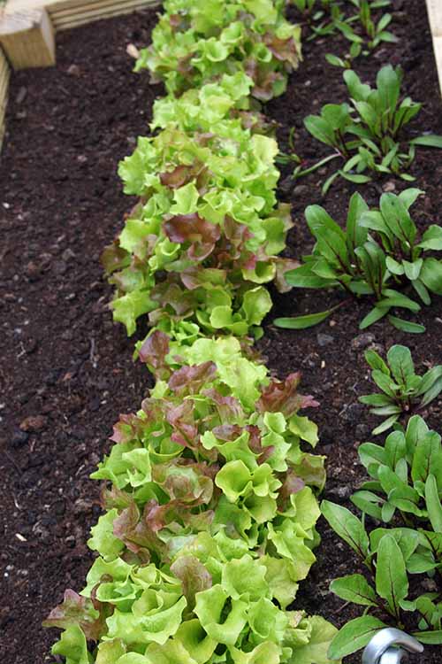A vertical picture of lettuce growing in rows in a raised bed in the garden.