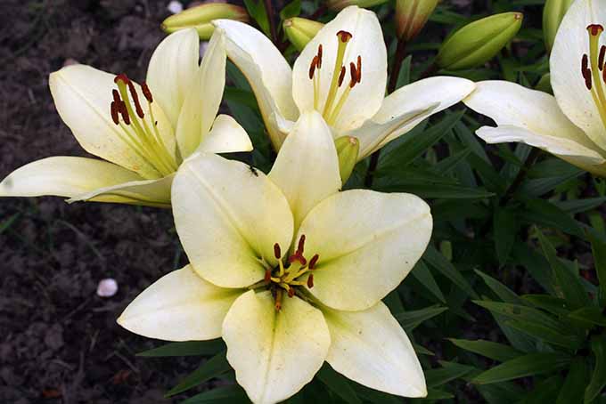 A close up of the beautiful white blooms of the Asiatic lily growing in the spring garden.