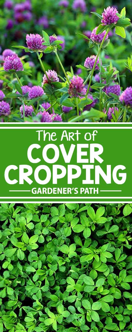 What is cover cropping? Is it right for you, your plants, and your gardening needs? Our simple answer: of course! It might not be as quick as using chemical fertilizers, herbicides, and pesticides – but you’ll soon learn that you’re saving time and money on both soil building and plant food, all while doing your environment and your garden some huge favors. Read about it now!
