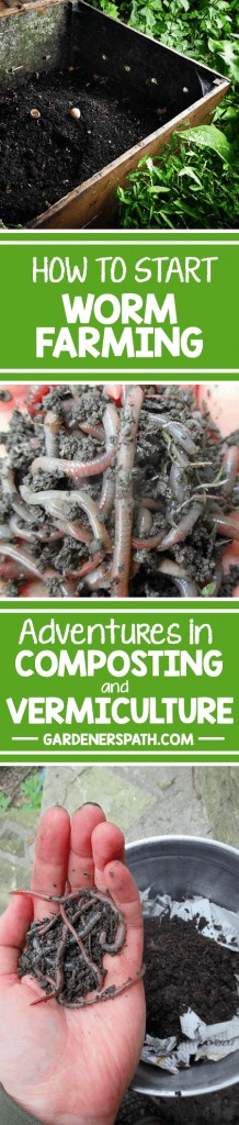 Earthworms are amazing garden pals – and powerful composters. Learn how to harness their talents by vermicomposting, and start your own home DIY worm farm! https://gardenerspath.com/how-to/composting/worm-farming-vermiculture/