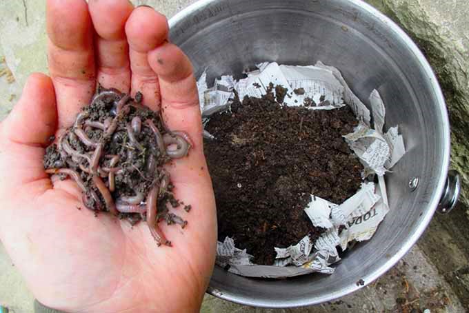 A handful of earthworms ready to be placed in a metal worm compost container, with newspaper and soil.