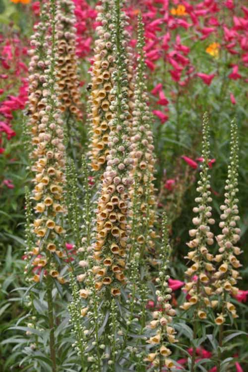 A close up of foxgloves growing in the garden, with delicate blooms on upright stems and light green foliage.