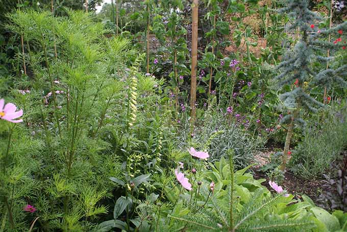 Foxgloves, Digitalis lutea, growing in the garden among a variety of other plants in a woodland setting.