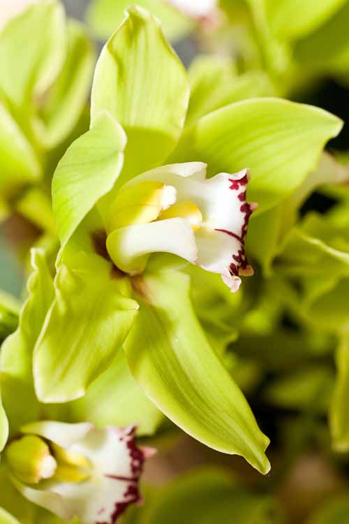 Roses are red, violets are blue, and orchids are – green? Learn the history and how-to's on growing and getting to know the worlds most stunning green flowers, right here at Gardener's Path: https://gardenerspath.com/uncategorized/green-flowers/