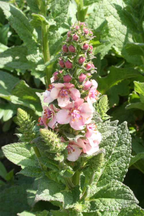 A close up of the vertical flower stalk with pink blooms of Verbascum 'Raspberry Ripple' growing in the garden in bright sunshine.