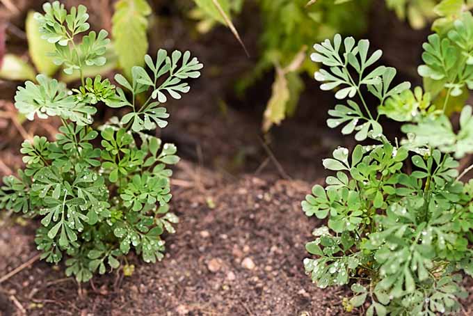 A close up of two rue plants growing in the garden, with soil in soft focus in the background.