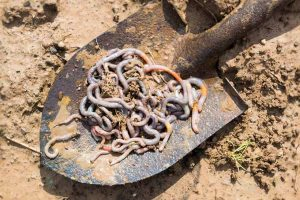 Shovel Holding Worms | GardenersPath.com