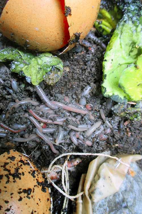 A vertical picture of a cluster of earthworms in a compost pile, surrounded by food waste.
