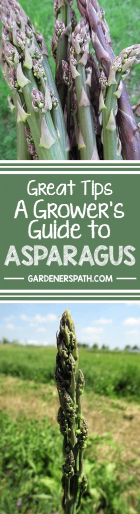 Tired of seeing annual vegetables come and go? Then it’s time to plant asparagus in your gardening corner of the world! With the right care and less maintenance than most other crops, a couple years of patience will bring up asparagus spears each spring for years and years. Read the complete guide to growing this perennial right now!