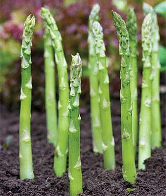 Stalks of 'Jersey Knight' asparagus growing from the earth.