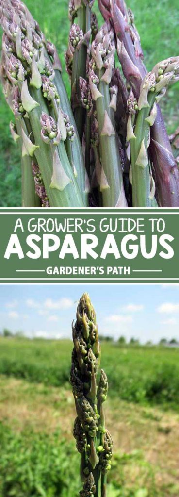 Tired of seeing annual vegetables come and go? Then it’s time to plant asparagus in your gardening corner of the world! With the right care and less maintenance than most other crops, a couple years of patience will bring up asparagus spears each spring for years and years. Find your complete guide to growing the perennial now! Get the scoop: https://gardenerspath.com/plants/vegetables/asparagus/
